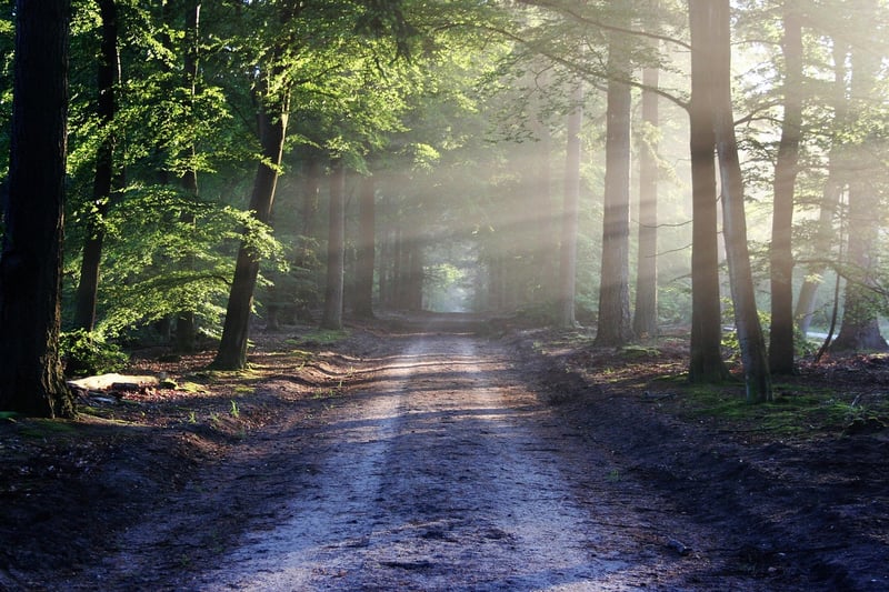 Dense forest